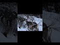Https Www Facebook Com Share 1AkX967M1z Photography Whitetails Wildlife Wisconsin Https Www Facebook Com Share 1AkX967M1z Photography Whitetails Wildlife Wisconsin