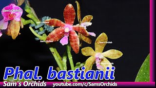 Phalaenopsis bastianii orchid changed colors