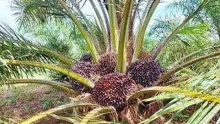 Super Super Babon.sawit Unggul Masih Dodosan.