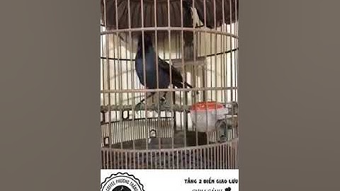 luyện giọng khướu kéo thuốc lào