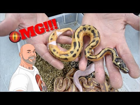 ball python breeding pictorial Cutting More Eggs And Hatchling Update !!