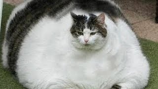 FUNNY FAT CATS!! Try Not To Laugh CHALLENGE