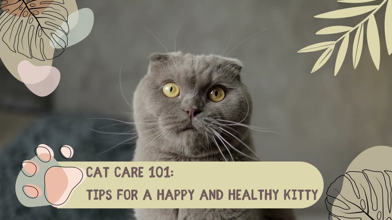 Tips for Happy and Healthy Kitty | Cat Health | Cat Lovers #didyouknow #cat #catlover #pets