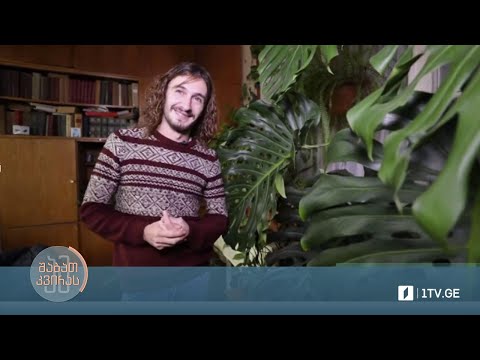 ვიდეო: რატომ ლპება ჩემი ჰაეროვანი მცენარე: როგორ შევაჩეროთ საჰაერო მცენარეების ლპობა