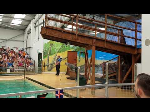 Sea Lions presentation at Blair Drummond Safari & Adventure Park