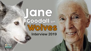 Jane Goodall on Wolves 🐺