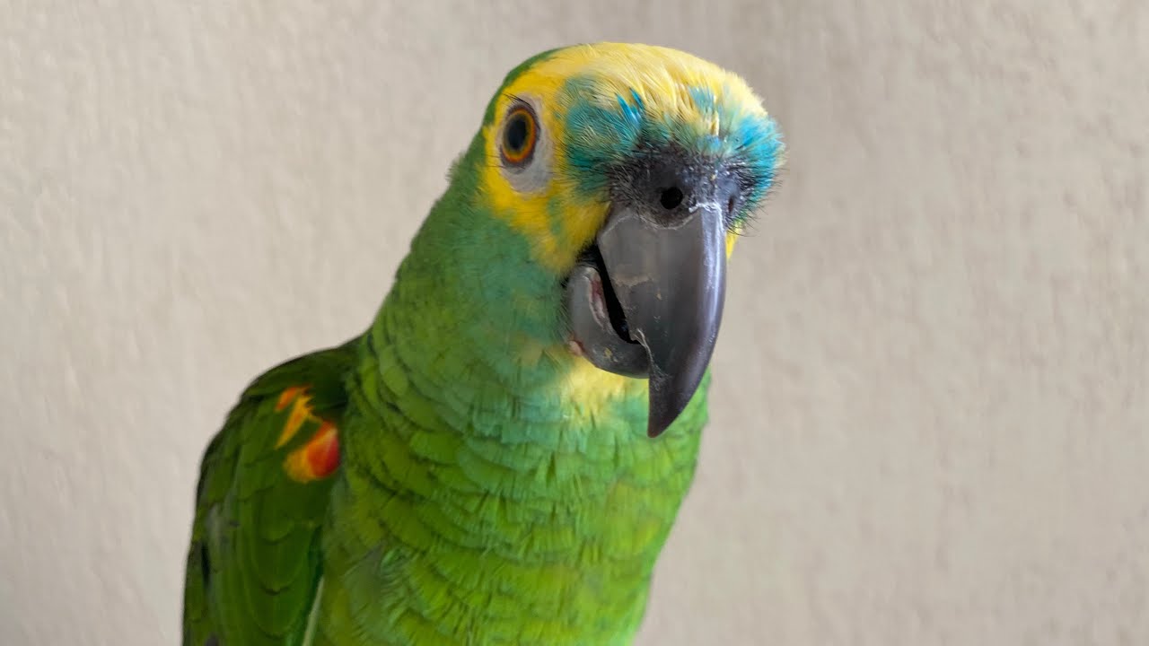 Papagaio mais FALANTE?! Elogiando e falando muito 😍🦜 - YouTube