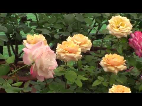 Beautiful rose garden at Lalbagh Bengaluru - YouTube