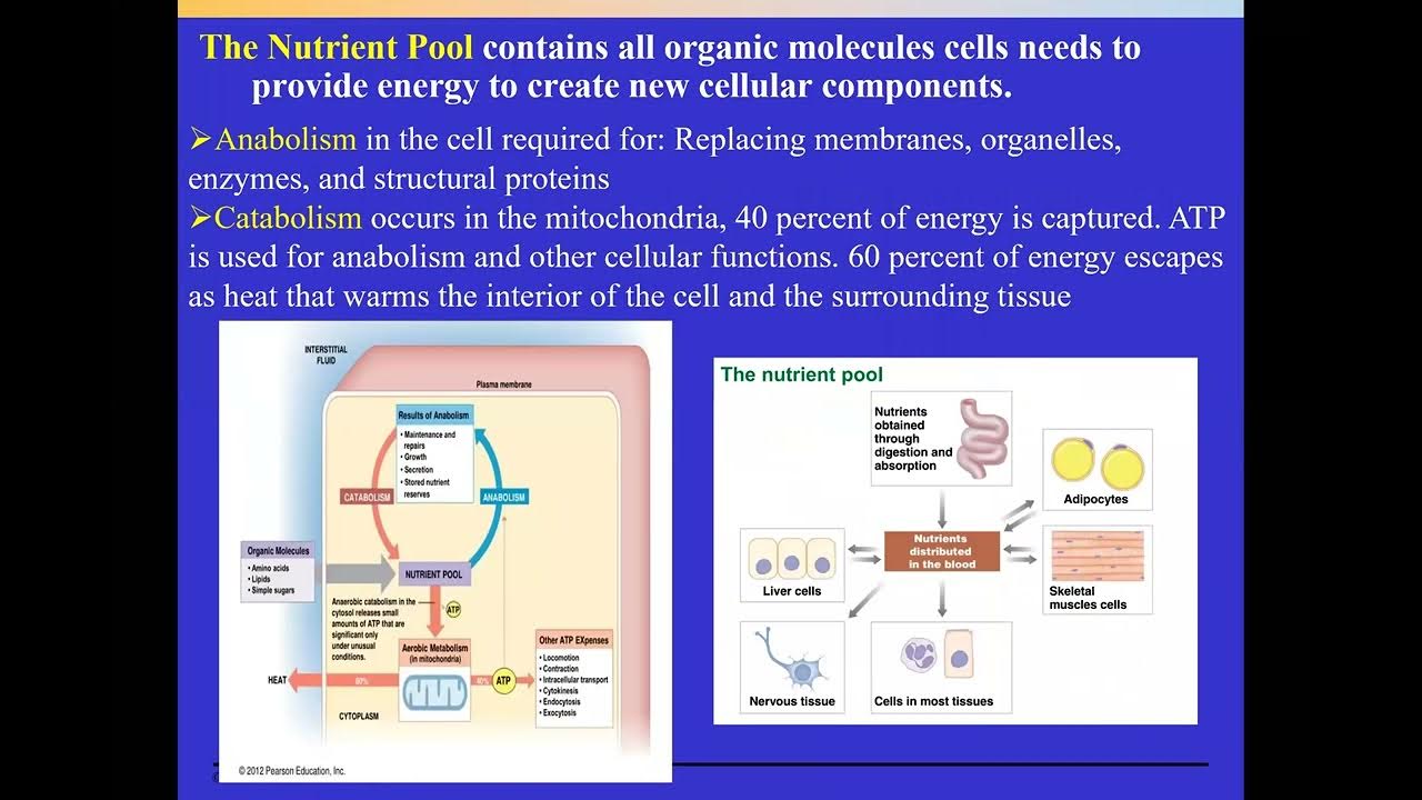 Anatomy and Physiology Chapter 24: Metabolism and Nutrition Main Points ... Biology Diagrams
