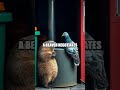 The Rooftop Radio: Animals Roast Human Habits
