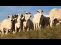 Verdade? Vídeo de vacas ouvindo música clássica faz sucesso na internet