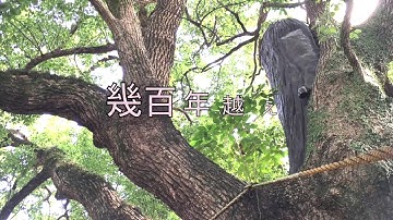 Thumbnail of 2016.7.31 クスノキ