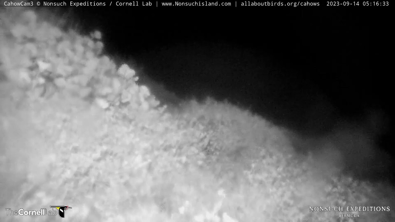 Nonsuch expeditions bermuda live stream youtube