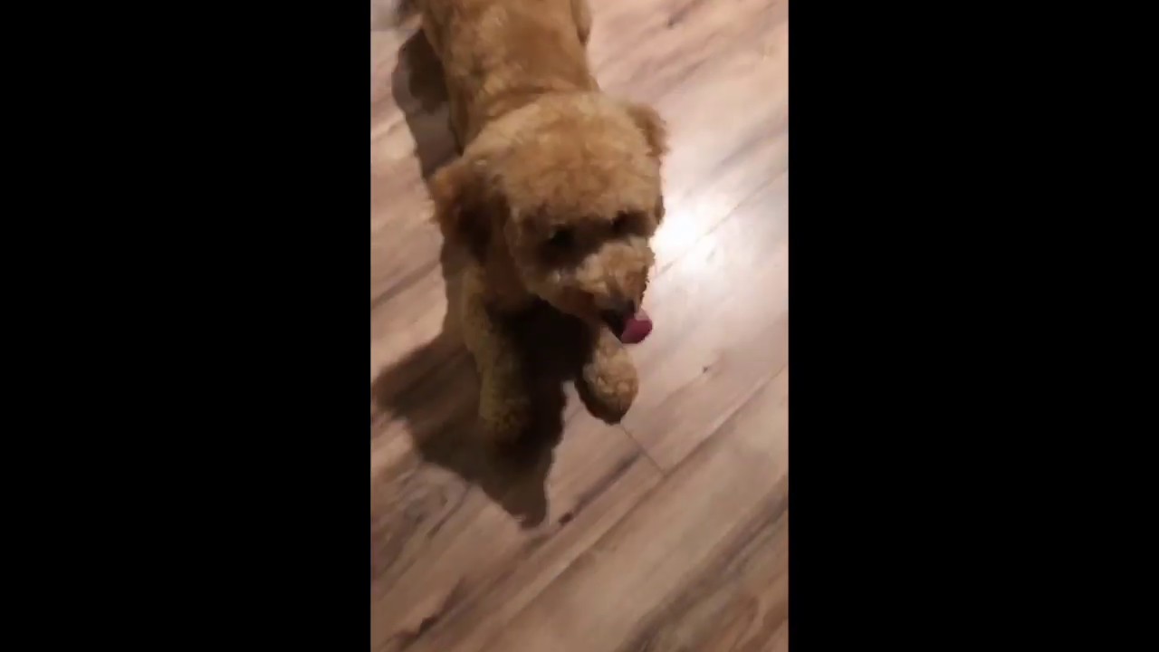 How to teach A Puppy to Roll Over In 30 seconds :) تدريب الكلاب - YouTube