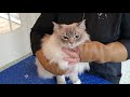 Ragdoll Cat - Bib Trim の動画、YouTube動画。