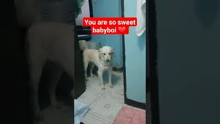 I love you babyboi ❤️ #dog #sweetdog sweetdog#shorts #shortvideo #animals