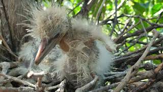 baby bird nest Waiting for its master to find food #animals #bird #birds #birdnest#wildlife #nature