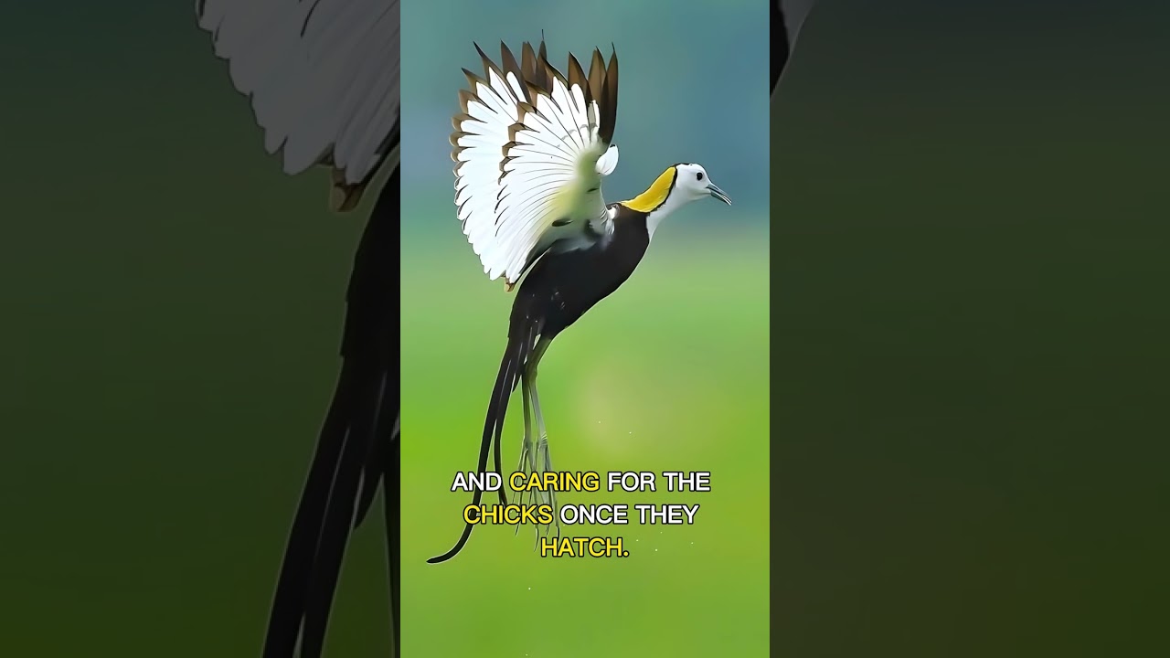 Jacana Birds: Unique Wetland Family