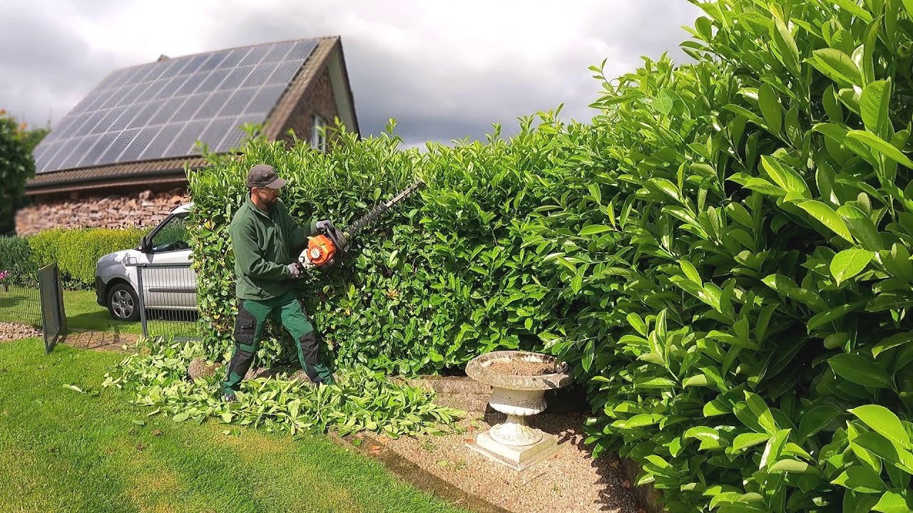 ⁣Trimming a laurel Hedge