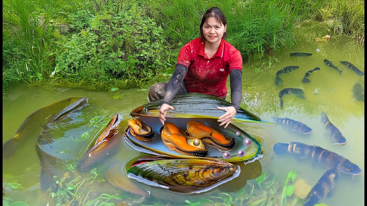 Amazing , Harvest Freshwater mussel discovers million dollar pearl,New life of mute bride