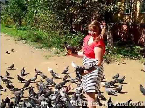 голубь в руках. голубь залетел в подъезд. голуби над зоной. голуби в небе. летите голуби дунаевский текст.