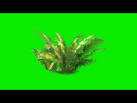 HD Green screen effects: daun hijau bergoyang
