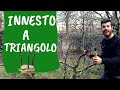 INNESTO a TRIANGOLO: come e quando innestare con questa tecnica