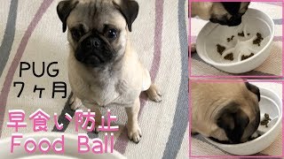 早食い防止フードボールで食べてみたら‥　PUG７ヶ月