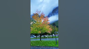 سورة الحشر بصوت الشيخ ياسر الدوسري.. تلاوة تأسر القلوب وتملؤها بالسكينة