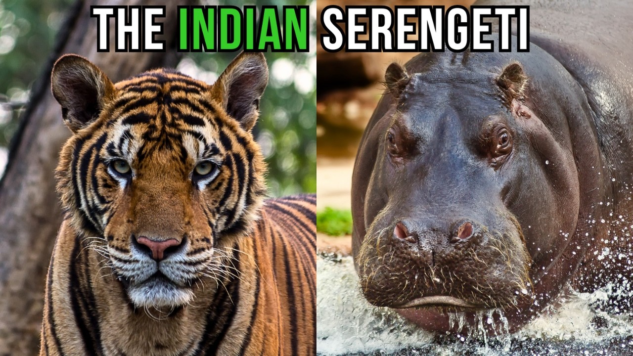 REWILDING INDIA: Restoring The Indian Serengeti