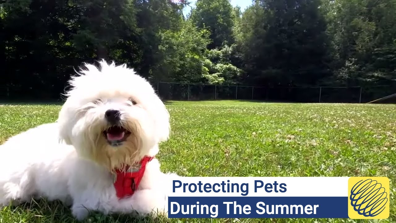 How To Protect Dogs From The Hot Sun YouTube