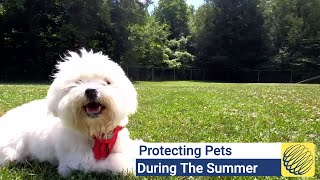 How To Protect Dogs From The Hot Sun