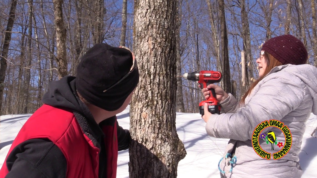 Bizhikiins & Ningaabii'anook: Bagoneboojige Ikwezens