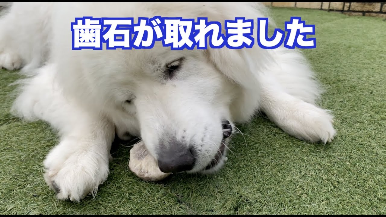 グレートピレニーズの歯
