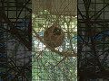 A beautiful Finches starting to build their first nest 🦜🦜