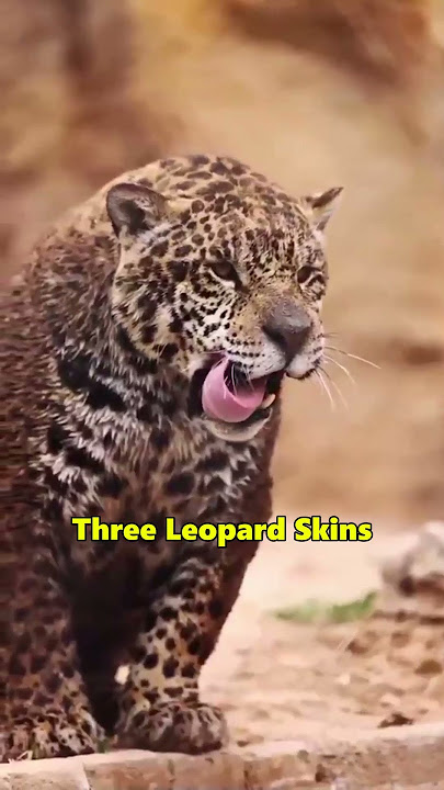 Big Cats Are Disappearing Fast… #SaveBigCats #WildlifeCrisis #AnimalAwareness