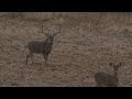 15-Yard Files: Aggressive Deer Calling Pulls 190-Inch Buck into Bow Range