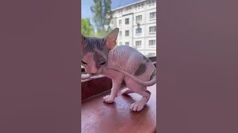 Watch the video about 😍Donskoy Sphynx Cutest kitten #hairlesscats #Donsphynxcats7772 #shorts
