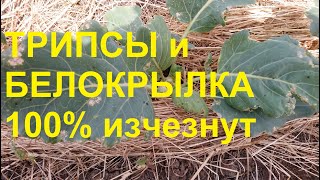 100% вредители (ТРИПСЫ,ТЛЯ,БЕЛОКРЫЛКА ИТД) исчезнут после обработки этим  раствором без ХИМИИ