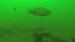 Friday the 13th Full Moon Blackfish on Sea Girt Reef