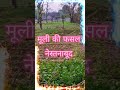 पशु खेती के लिए गंभीर समस्या: किसान की फसल पर मंडराता खतरा पशु समस्या, अवारा पशु, खेती संकट