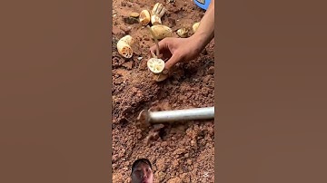 Cách Người Trung Quốc trong củ sen cạn rất là đơn giản