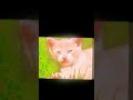 Nick jr face promos from Nick jr sings: colors