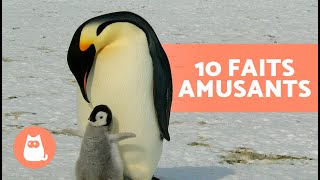 10 CURIOSITÉS sur les MANCHOTS qui vont vous surprendre 🐧