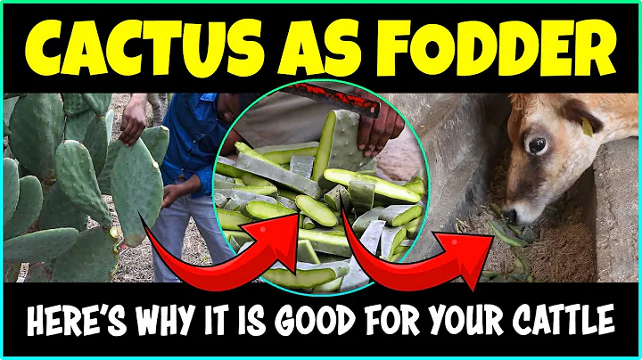 Use of Spineless Prickly Pear Cactus as Fodder for Livestock: Here’s Why It is Good for Your Cattle