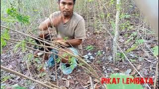 REJEKI DISORE HARI_ DAPAT AYAM HUTAN KAKI PUTIH
