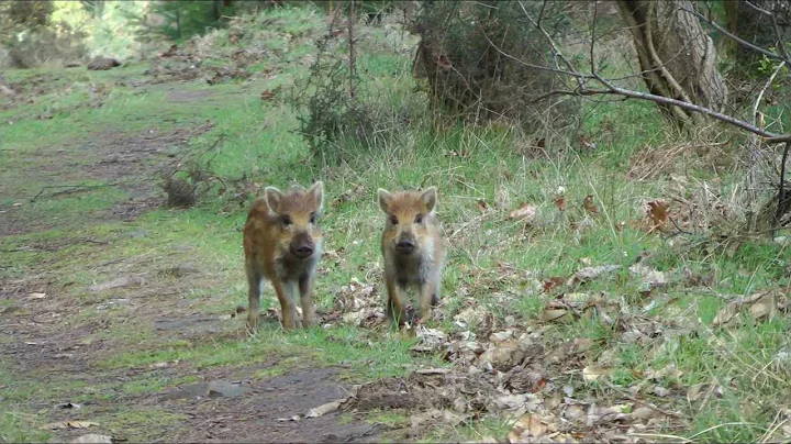 Wild boar with piglets, Forest of Dean