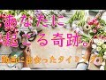 この動画をみてから3か月✨あなたに起こる奇跡【タロット占い3択】