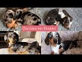 0-12 Months | Watch Them Grow Up | Mini Dapple Dachshund Puppies | One Year In 5 Minutes |