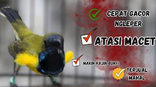 SUARA SOGON GACOR UNTUK PANCINGAN SOGON TROTOL BUNYI SEMAKIN RAJIN part 249